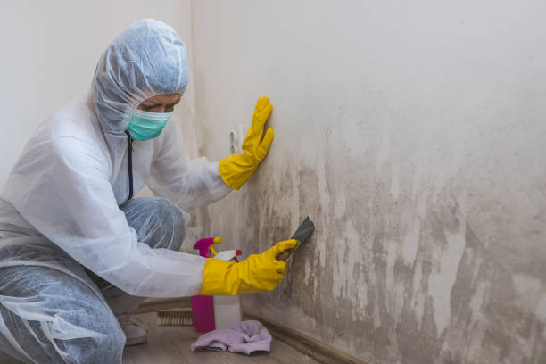 Best Mold Inspection  in Estill, SC