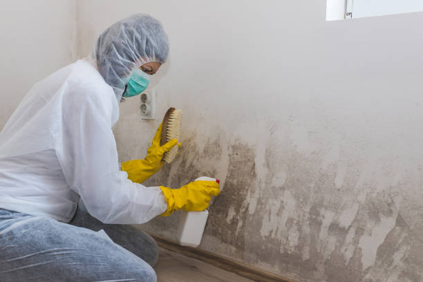 Best Mold Cleaning Services  in Estill, SC