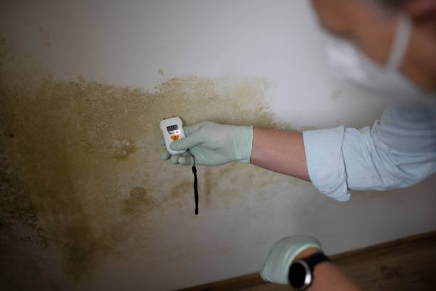 Best Toxic Mold Removal  in Estill, SC