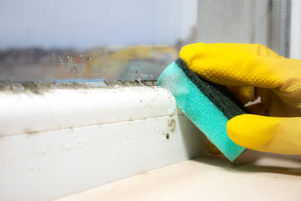 Best Professional Mold Removal  in Estill, SC