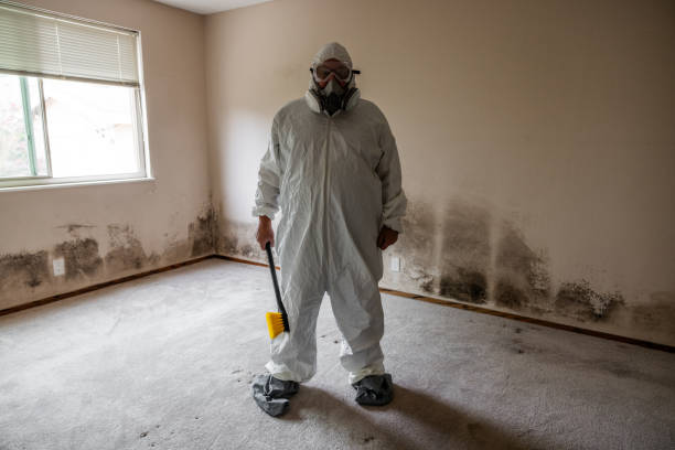 Best Mold Damage Repair  in Estill, SC